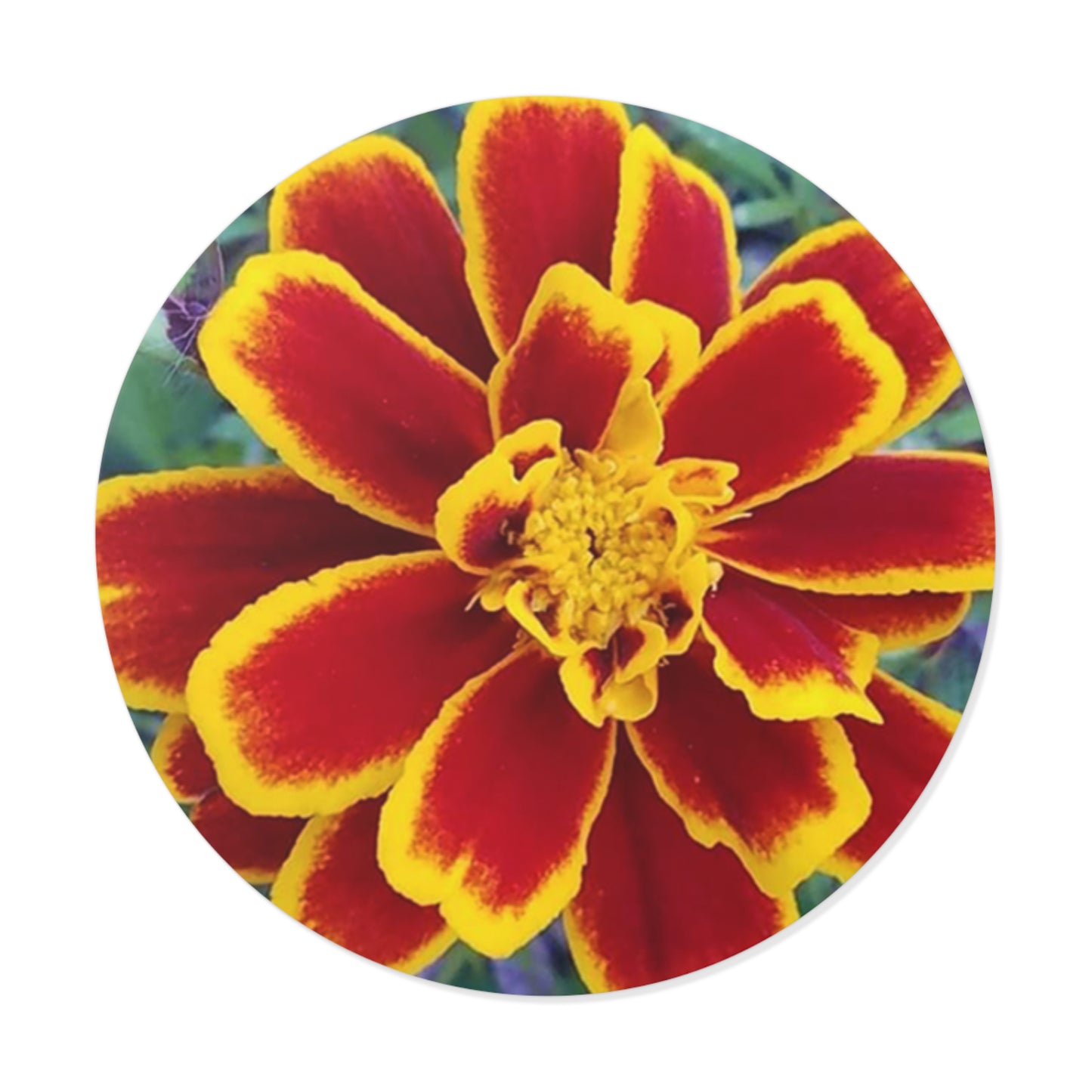 "Gregorio's Flowers" Vinyl Stickers #2