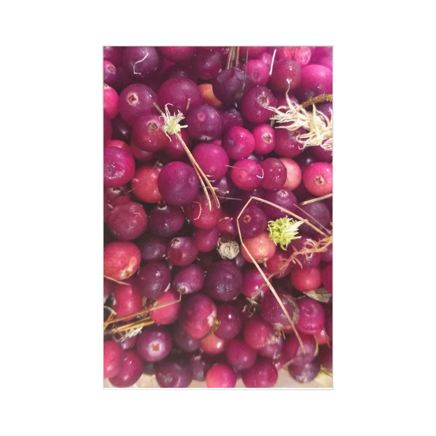 Welcome to My Reality Postcard Series: These Berries were Smuggled from a Bog near St. Petersburg, Russia, by a Grandmother, & I tasted them in the Outskirts of Amsterdam, The Netherlands