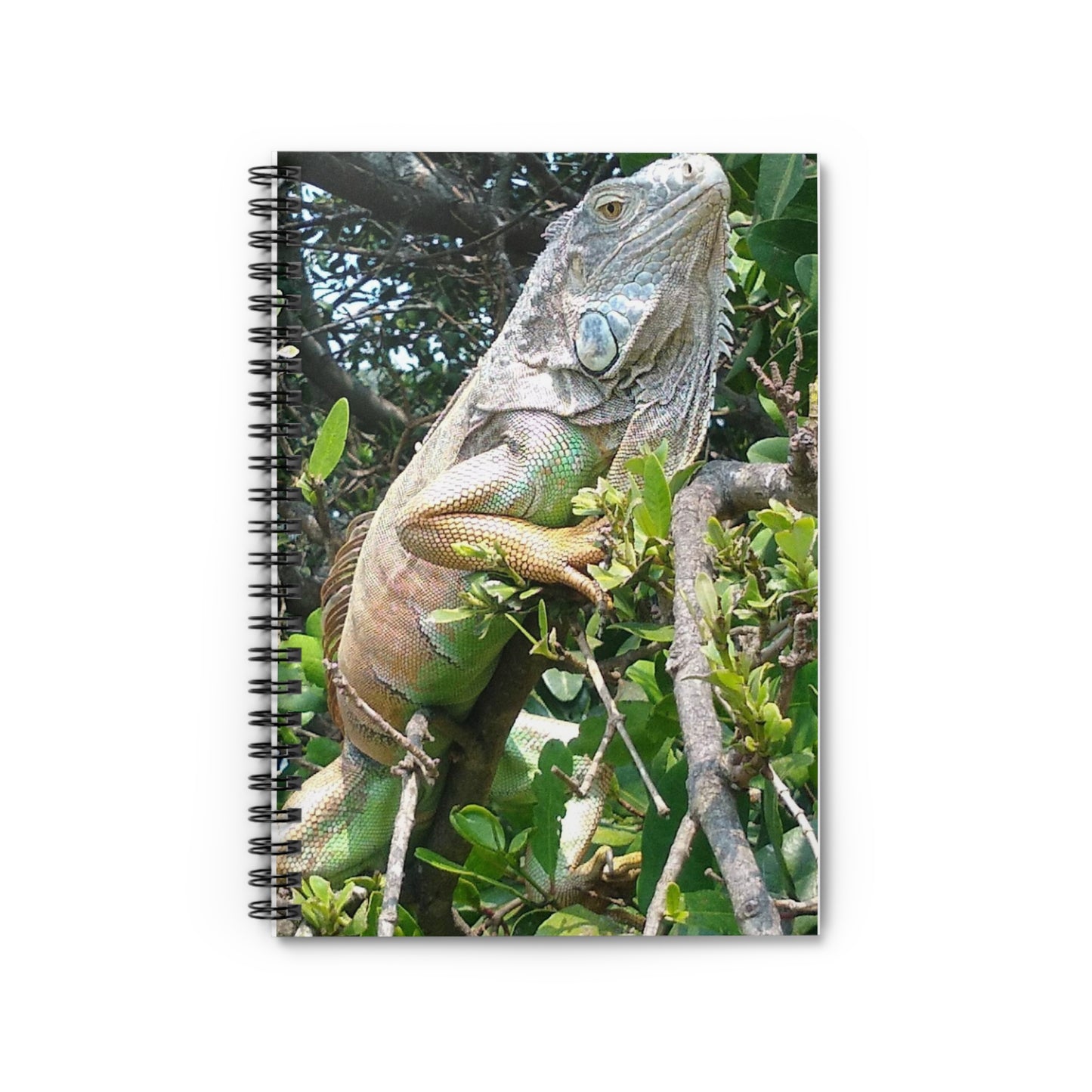 Iguana in Tampico - notebook