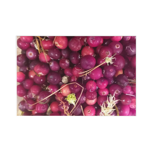 Welcome to My Reality Postcard Series: These Berries were Smuggled from a Bog near St. Petersburg, Russia, by a Grandmother, & I tasted them in the Outskirts of Amsterdam, The Netherlands