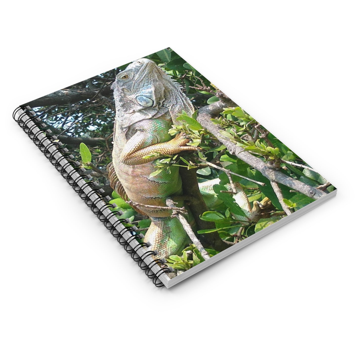 Iguana in Tampico - notebook